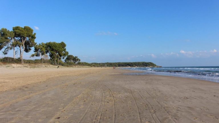 Playa de arena tranquila con pinos junto al mar cerca del Hostal 977, perfecta para paseos