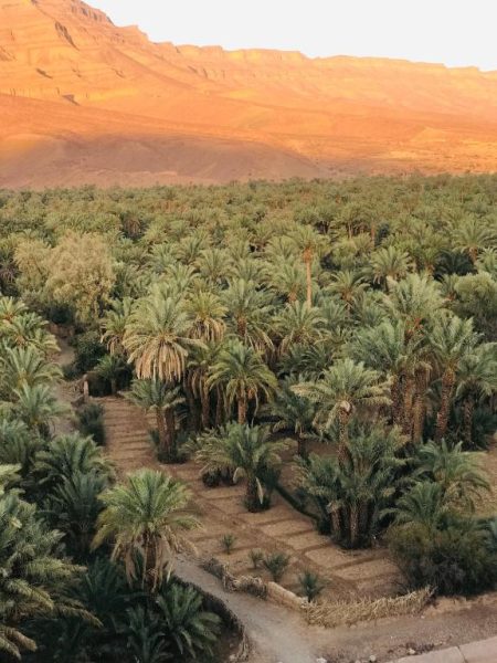 Vista aérea del oasis de palmeras datileras con montañas al atardecer en Kasbah Hnini