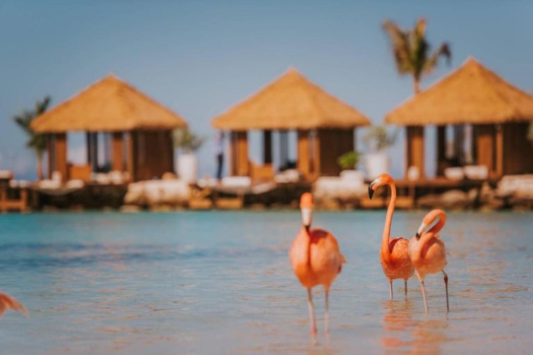 Flamencos rosados en la playa cristalina del Renaissance Wind Creek Aruba Resort con cabañas tropicales