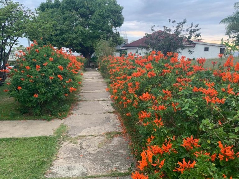 Sendero de piedra rodeado de flores naranjas en los jardines del Garden Beach Resort