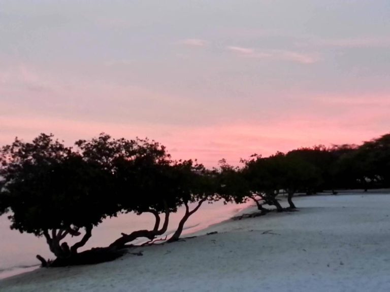 Playa de arena blanca con árboles divi-divi al atardecer en Aruba Surfside Marina