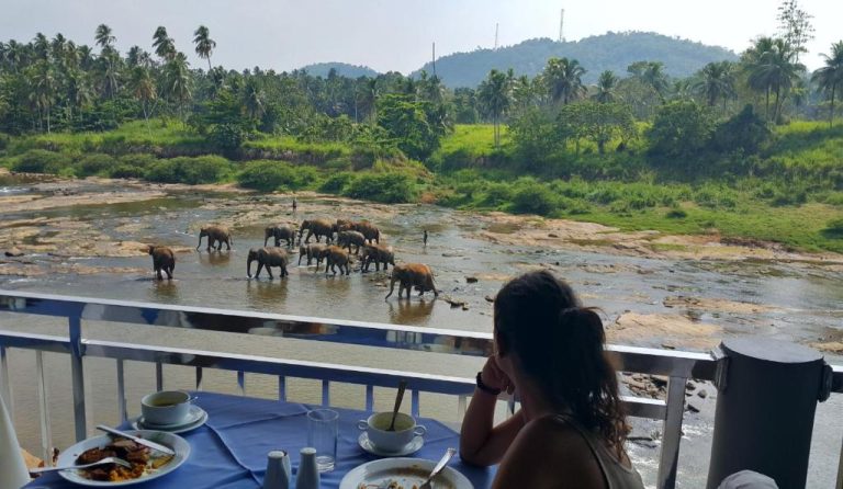 Turista desayunando en la terraza del Hotel Elephant Park con vistas a manada de elefantes cruzando el río