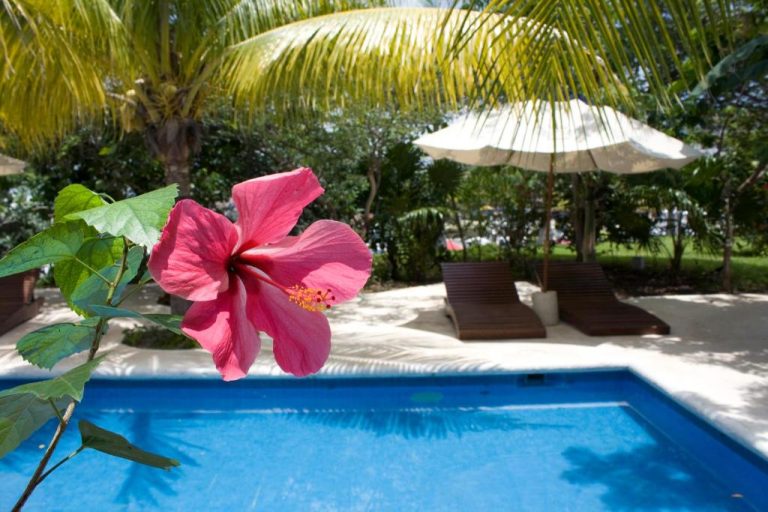 Piscina exterior con flor de hibisco y tumbonas del Sotavento Hotel & Yacht Club rodeada de palmeras