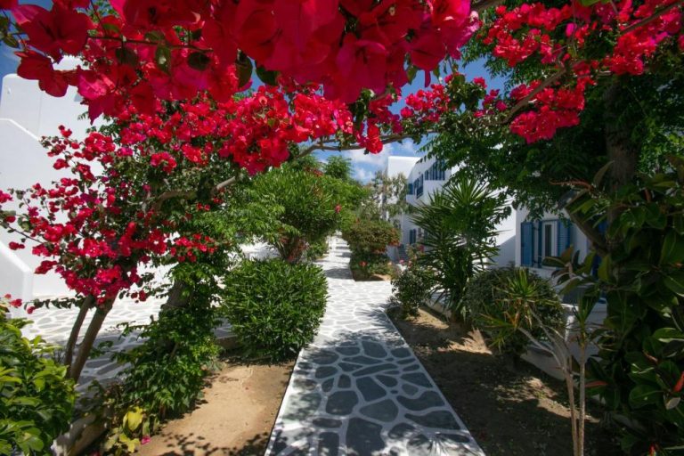 Jardín con camino de piedra y buganvillas rojas en el Acrogiali Beachfront Hotel Mykonos
