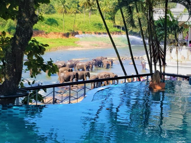 Piscina infinity del Hotel Elephant Park con vistas a manada de elefantes bañándose en el río