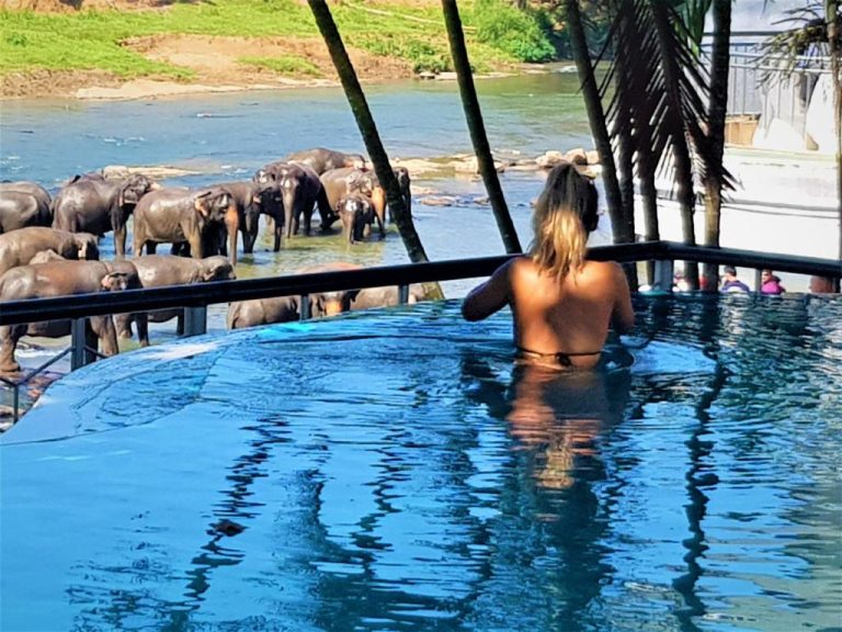 Piscina infinita del Hotel Elephant Park con vistas a manada de elefantes bañándose en el río