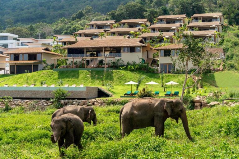 Elefantes en libertad frente a las villas del Wild Cottages Elephant Sanctuary Resort rodeado de naturaleza