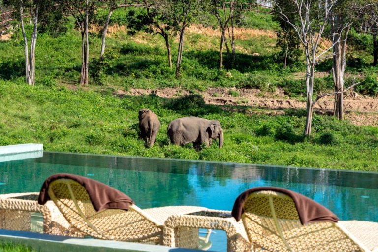 Piscina infinita con vistas a elefantes salvajes en Wild Cottages Elephant Sanctuary Resort