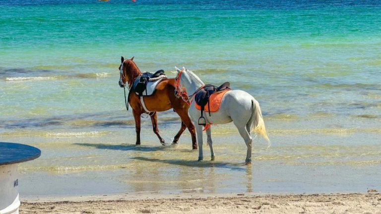 Dos caballos ensillados paseando por la orilla del mar en el Hotel Dar El Bhar con aguas turquesas