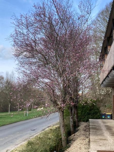 Jardín con árboles en flor en primavera frente al Logis Hôtel Les Tilleuls en un entorno tranquilo