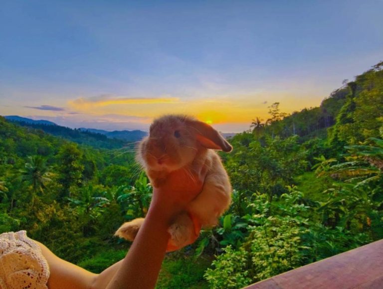 Conejo tierno sostenido con vista al atardecer y selva tropical en SZ Samui Glamping