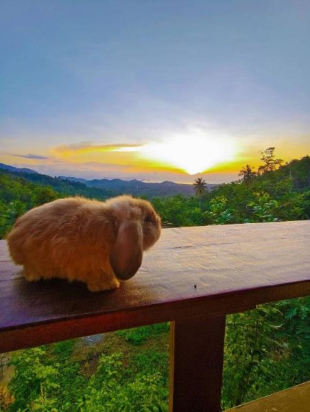 Conejo lop en la terraza de SZ Samui Glamping con vistas al atardecer entre montañas y vegetación tropical