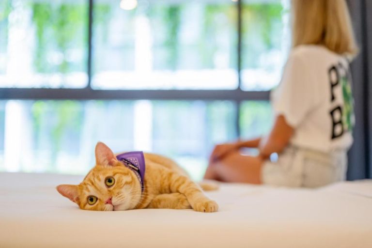 Gato naranja descansando en la cama de una habitación pet-friendly del HOMA Phuket Town