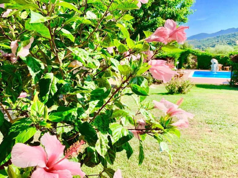 Jardín con hibiscos rosas en flor y piscina exterior del Hotel Janas con vistas a la montaña