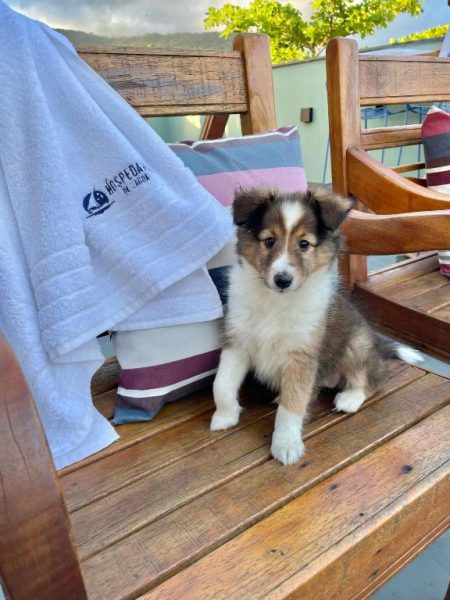 Adorable cachorro de pastor descansando en la terraza exterior de madera de Hospedaria da Lagoa