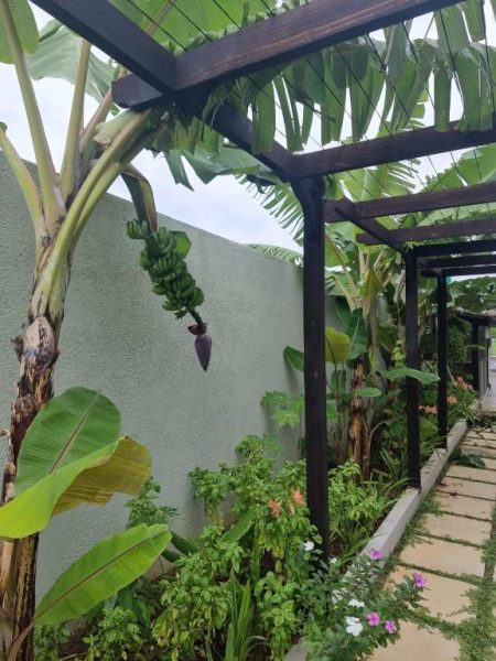 Jardín tropical con pérgola de madera y planta de bananos en Phoenix Apartments
