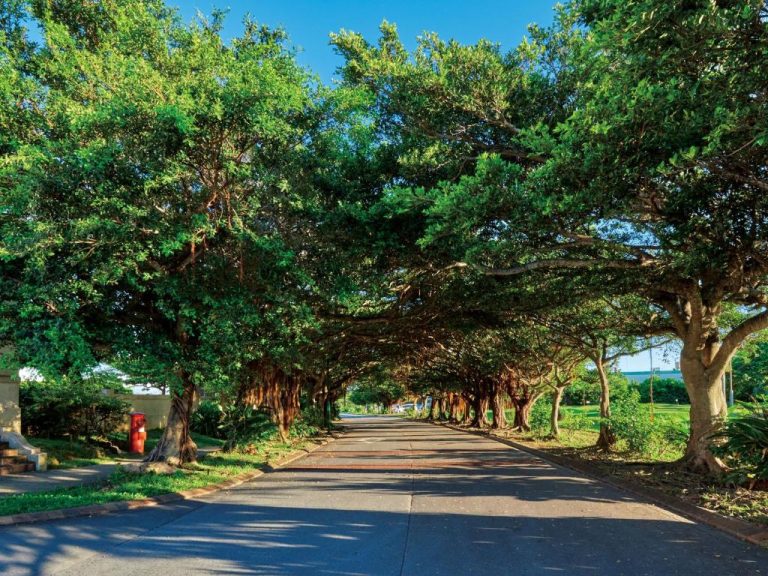 Avenida de árboles tropicales que forman un túnel verde en la entrada del Hotel Nikko Alivila