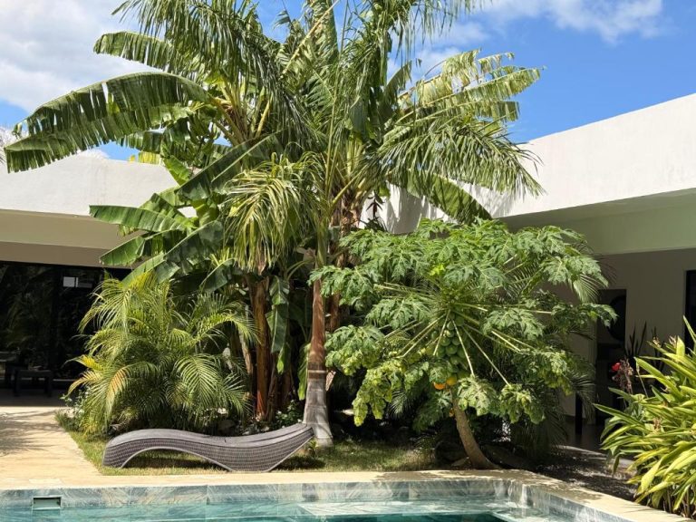 Jardín tropical con palmeras y tumbonas junto a la piscina exterior del Hotel Good Life