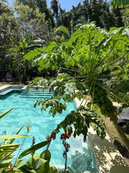 Piscina exterior rodeada de vegetación tropical con árbol de papaya en el Hotel Good Life