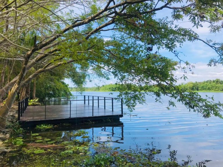 Muelle flotante de madera sobre el lago Bolgoda rodeado de vegetación tropical en River Tree Bolgoda
