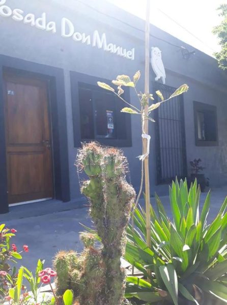 Fachada exterior de Posada Don Manuel con jardín de cactus y plantas suculentas a la entrada