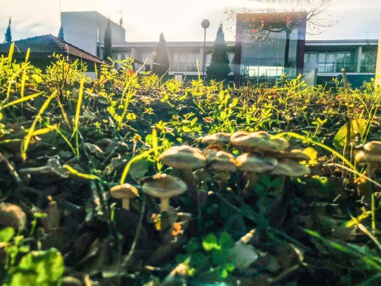 Jardines naturales con setas silvestres y vegetación del Hotel Santa Margarida al atardecer