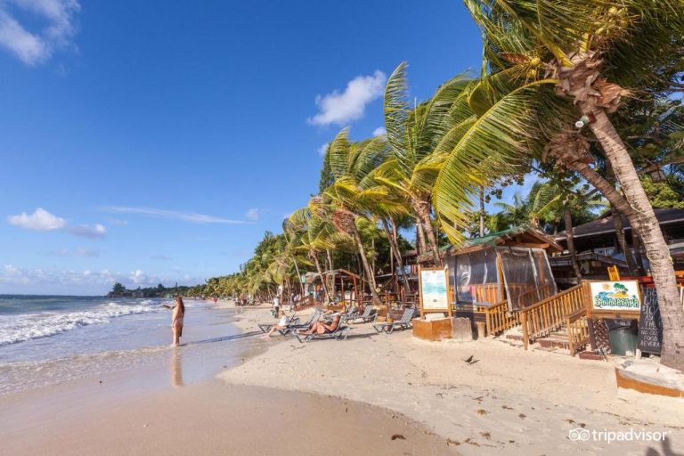 Playa de arena blanca con palmeras y tumbonas frente al Bananarama Dive & Beach Resort en Honduras