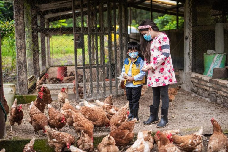 Niños alimentando gallinas en la granja del Hotel de Campo Villa de Ada, experiencia rural para familias