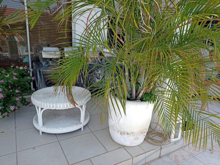 Terraza exterior de Chez Lilly con palmera en maceta blanca, mesa de ratán y flores rosas