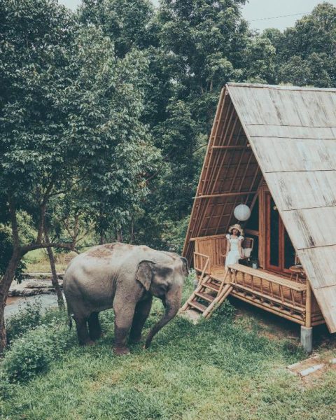 Cabaña de bambú estilo A-frame con elefante en los jardines del Chai Lai Orchid en la selva