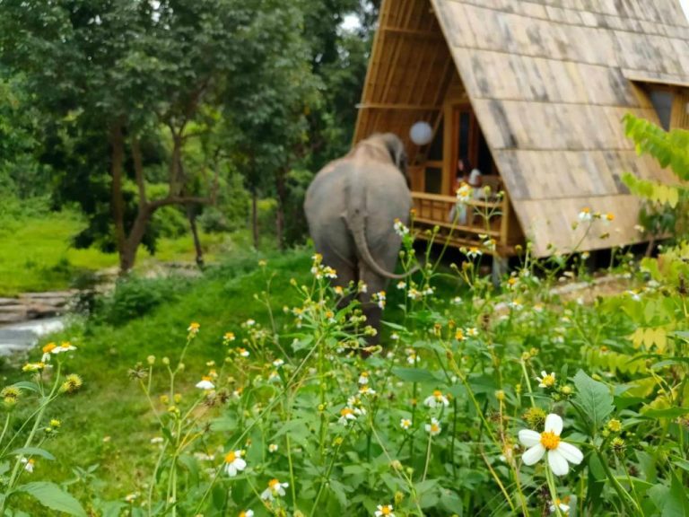 Elefante junto a cabaña de bambú con techo de madera en el Chai Lai Orchid rodeado de vegetación