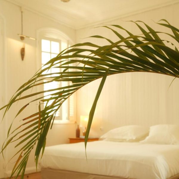 Habitación luminosa con cama blanca y palmera decorativa en Maison Victoire boutique hôtel Pointe-à-Pitre
