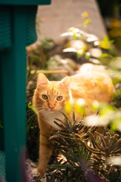 Gato naranja entre la vegetación del jardín del Thuishaven Boutique Mini-Resort