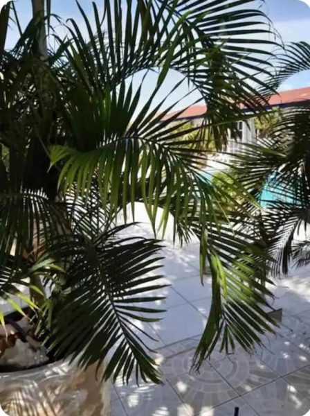 Terraza exterior con palmeras tropicales y piscina al fondo en el hotel Chez Lilly