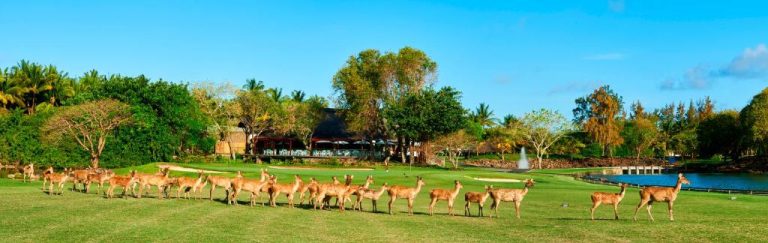 Manada de ciervos en el campo de golf del Constance Belle Mare Plage con lago y vegetación tropical