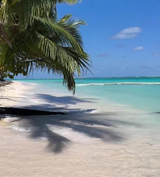 Playa de aguas turquesas con palmera y arena blanca del Aruba Beach Hotel Punta Cana