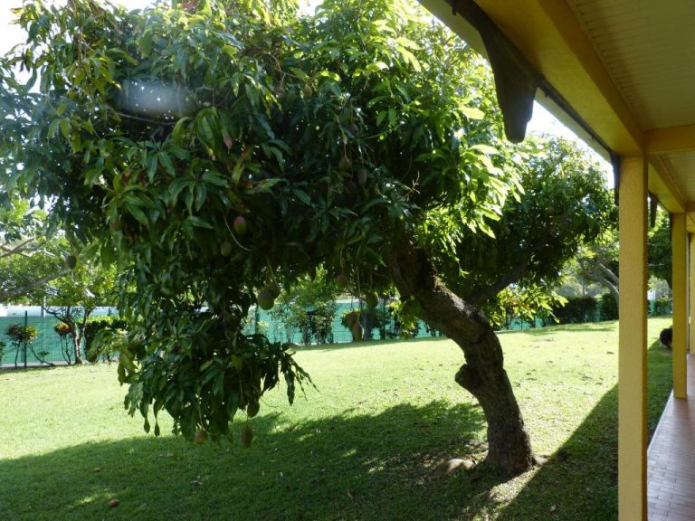 Jardín exterior con árbol de mangos en el Airport Hotel, amplio césped verde y zona de descanso